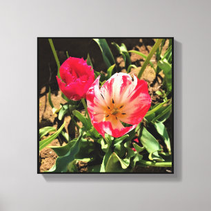 Innen eine rosa und weiße Tulpe Leinwanddruck