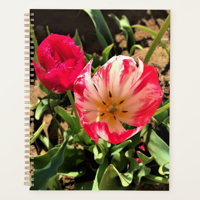 Innen eine rosa und weiße Tulpe Planer (Vorderseite)