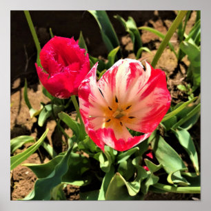 Innen eine rosa und weiße Tulpe Poster