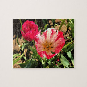 Innen eine rosa und weiße Tulpe Puzzle