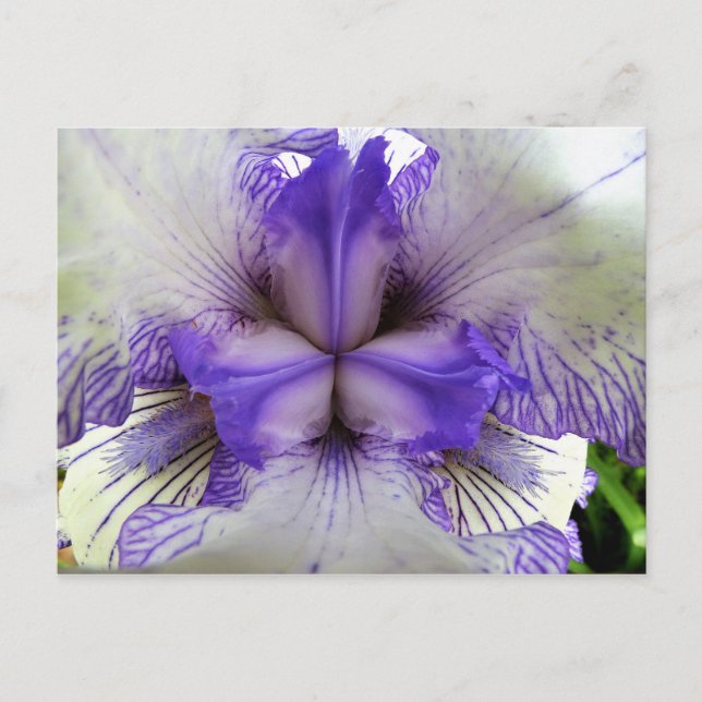 Innen einer Iris Postkarte (Vorderseite)