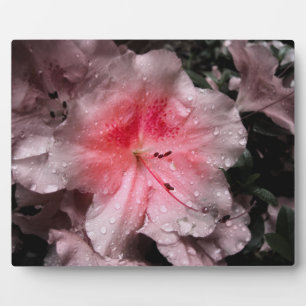 Inner Glow Foto Plaque Fotoplatte