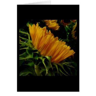 Inner Harbour Sunflower