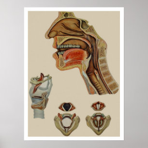 "INNER WORKINGS" VINTAGE SKELETT-ANATOMIE-POSTER POSTER