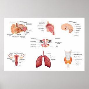 Innere Organe des menschlichen Körpers Poster