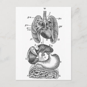 Innere Organe Postkarte
