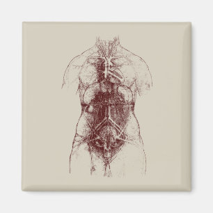 innerer Körper Magnet