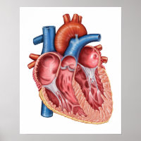 Inneres des menschlichen Herzens