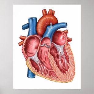 Inneres des menschlichen Herzens Poster