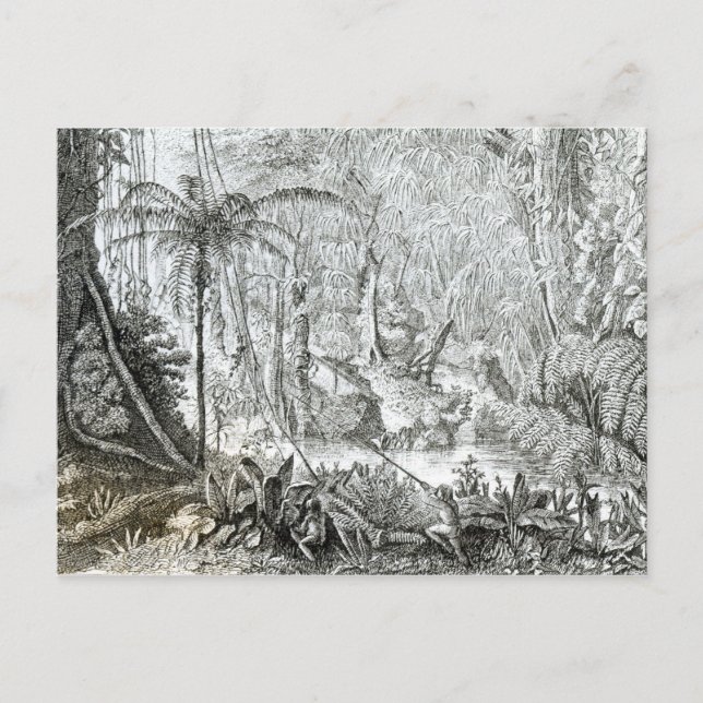 Inneres eines Urwaldes in den Amazonen Postkarte (Vorderseite)