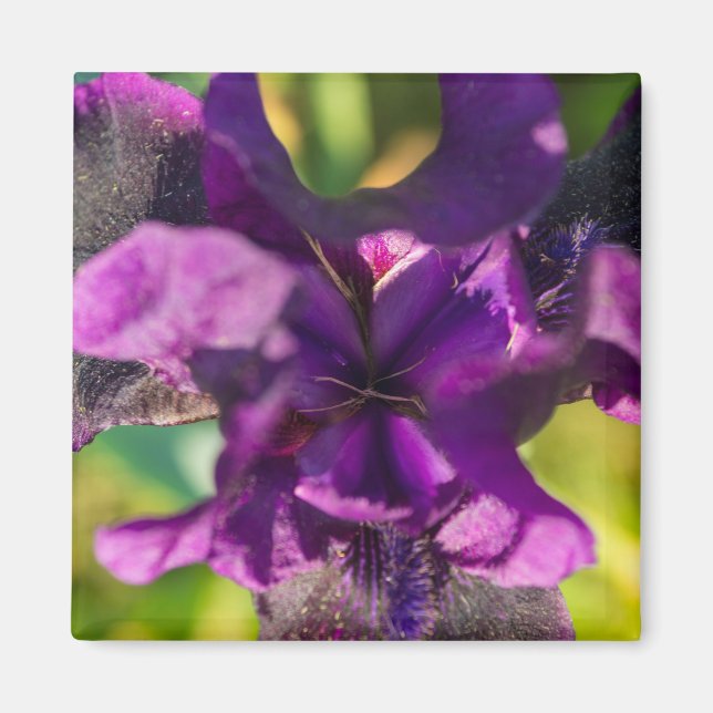 Innerhalb einer Iris Magnet (Vorne)