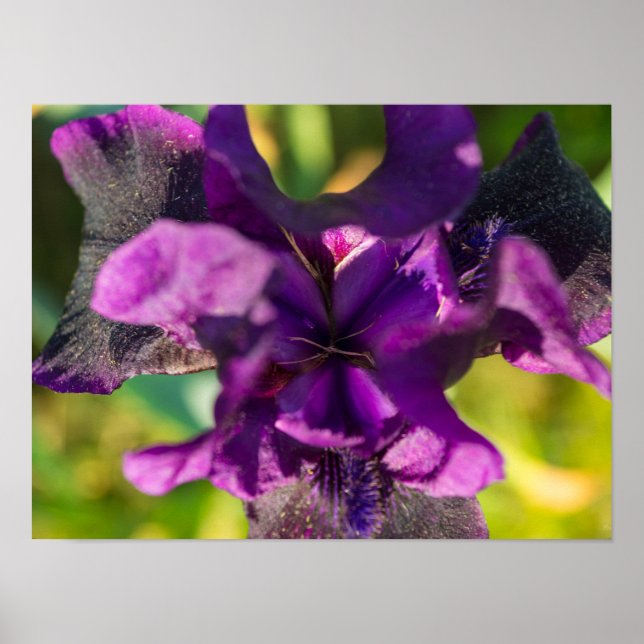 Innerhalb einer Iris Poster (Vorne)
