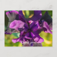 Innerhalb einer Iris Vielen Dank Postcard