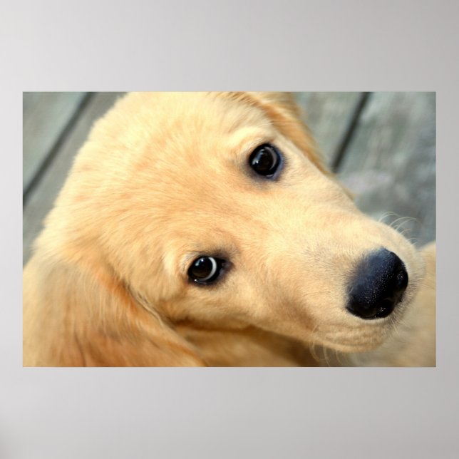 Innocent Abby Poster (Vorne)