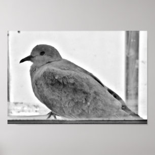 Innocent Dove Poster