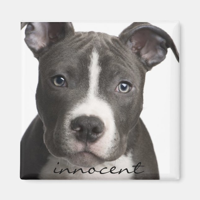 Innocent Pitbull Puppy Magnet (Vorne)