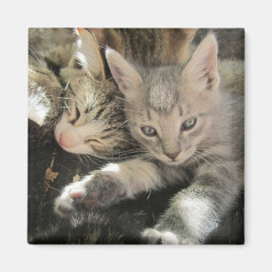 Inoki Kätzchen Magnet