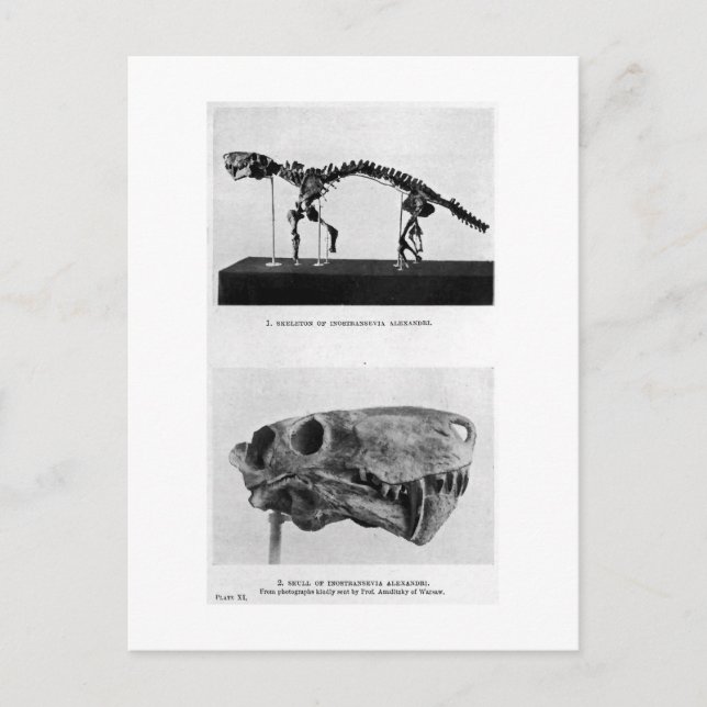 Inostrancevia alexandri Posta Postkarte (Vorderseite)