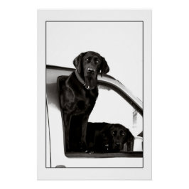 Inquisitive Schwarze Labrador Poster