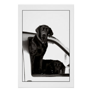 Inquisitive Schwarze Labrador Poster