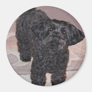 Inquisitive Yorkie Poo Magnet