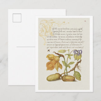 Insect, Daffodil, European Columbine, and English  Postkarte