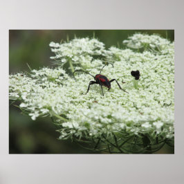 Insekt auf Elderflower Poster