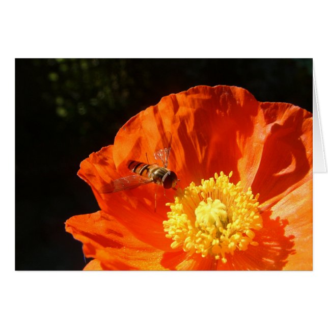 Insekt auf Mohn (Vorderseite (Horizontal))