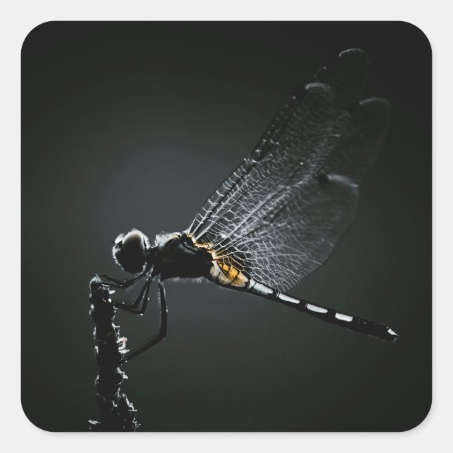 Insekt - Dragonfly Wings Quadratischer Aufkleber (Vorderseite)