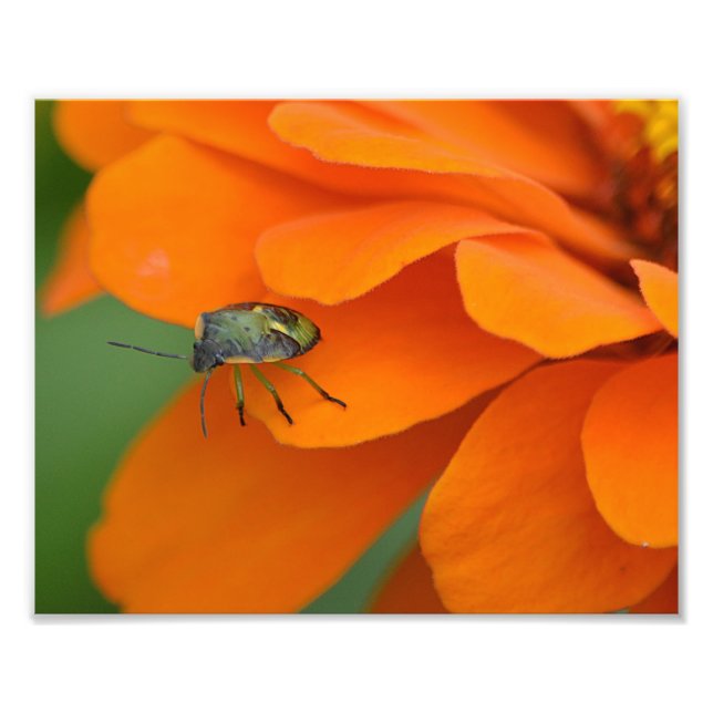 Insekten auf Blume Foto drucken (Vorne)