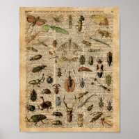 Insekten Bugs Vintag Illustration Dictionary Art