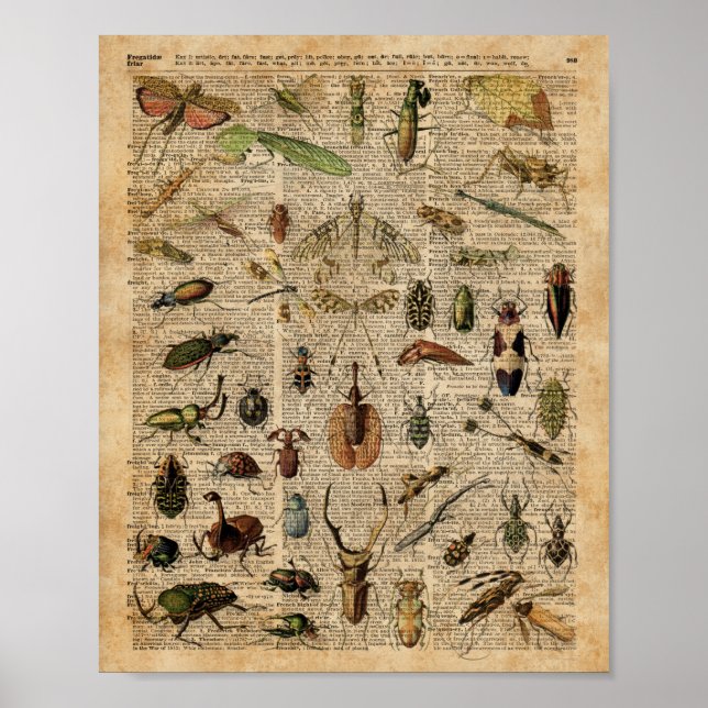 Insekten Bugs Vintag Illustration Dictionary Art Poster (Vorne)