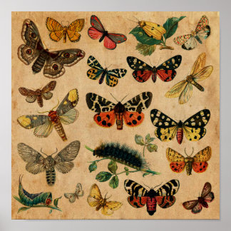 Insekten & Butterfly Antique Collection Poster