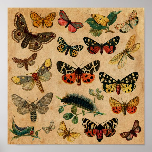 Insekten & Butterfly Antique Collection Poster (Vorne)