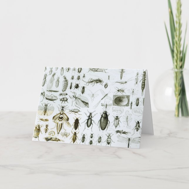 Insekten der Entomologie Karte (Vorderseite)