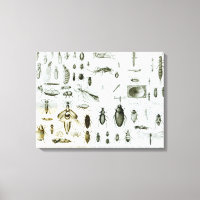 Insekten der Entomologie