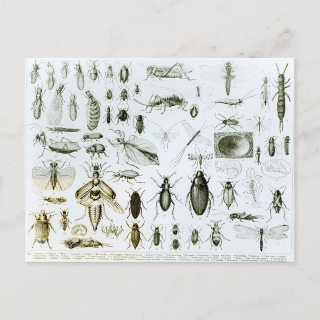 Insekten der Entomologie Postkarte (Vorderseite)