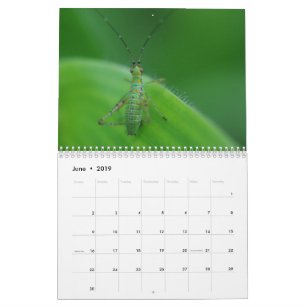 Insekten-Faszinations-Kalender Kalender