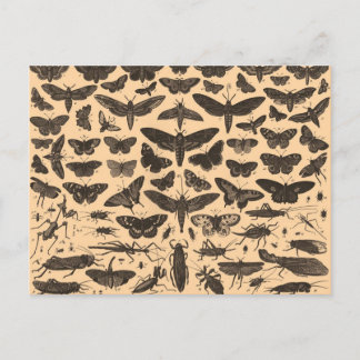 Insekten-Illustrations-Vintage Postkarte