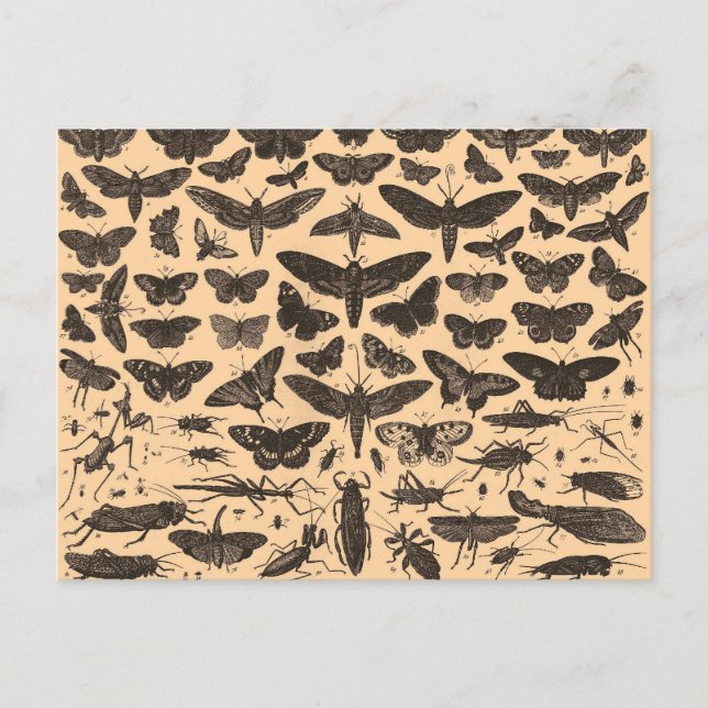 Insekten-Illustrations-Vintage Postkarte (Vorderseite)