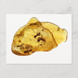 Insekten im Bernstein Postkarte