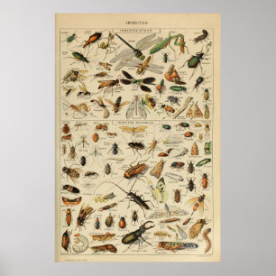Insekten - Insektensammlung Poster