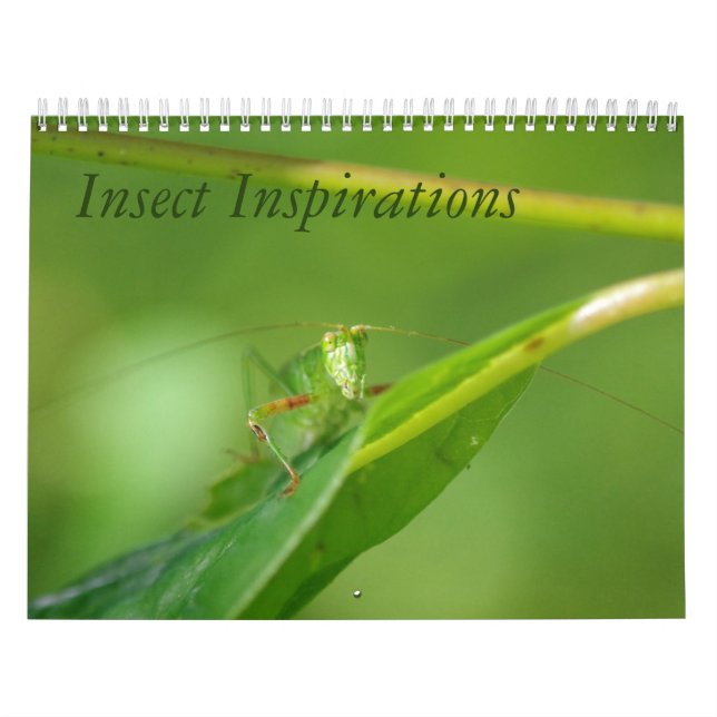Insekten-Inspirations-Kalender Kalender (Titelbild)