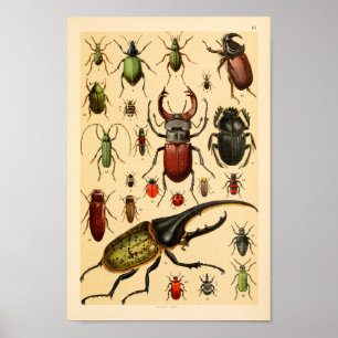 Insekten-Käfer-Sammlungs-Kunst-Druck Poster