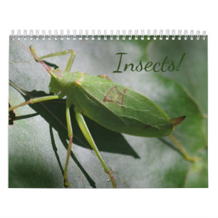 Insekten! Kalender