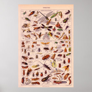 Insekten Poster