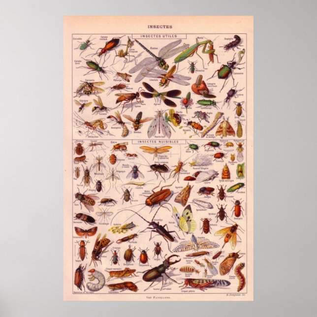 Insekten Poster (Vorne)