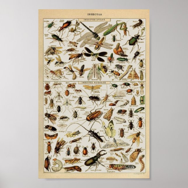 Insekten - Vintage Erziehung Poster (Vorne)