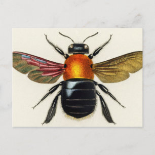 Insekten vintage illustriert postkarte