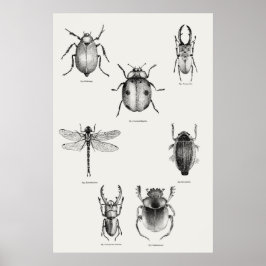 Insektendiagramm Poster